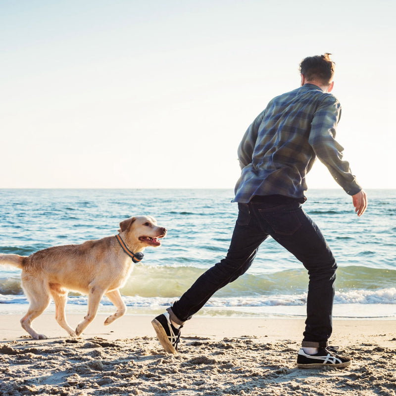 GPS Dog Collar - 2-in-1 Tracker and Wireless Fence